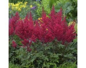 Photo Courtesy of Walter's Gardens, Inc.