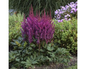 Photo Courtesy of Walter's Gardens, Inc.