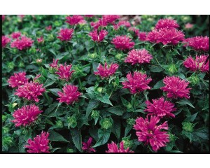 Photo Courtesy of Bailey Nurseries Inc.