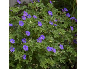 Photo Courtesy of Walter's Gardens, Inc.