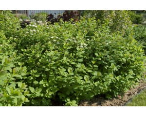 Photo Courtesy of Bailey Nurseries Inc.