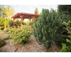 Photo Courtesy of Bailey Nurseries Inc.