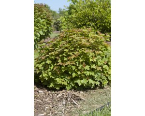 Photo Courtesy of Bailey Nurseries Inc.