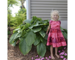 Photo Courtesy of Walter's Gardens, Inc.