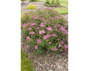 Photo Courtesy of Bailey Nurseries Inc.