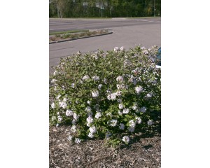 Photo Courtesy of Bailey Nurseries inc.