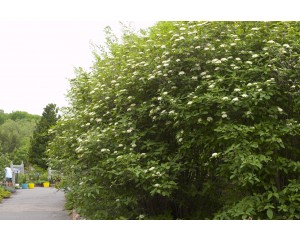 Photo Courtesy of Bailey Nurseries Inc.