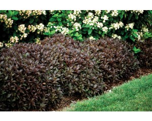 Photo Courtesy of Bailey Nurseries Inc.