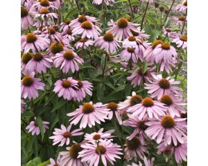 Photo Courtesy of Walter's Gardens, Inc.