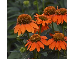 Photo Courtesy of Walter's Gardens, Inc.