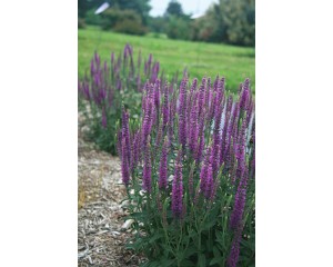 Photo Courtesy of Ball Horticultural Company