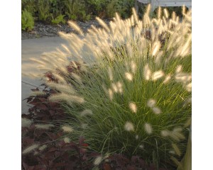Photo Courtesy of Walter's Gardens, Inc.