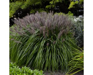 Photo Courtesy of Walter's Gardens, Inc.