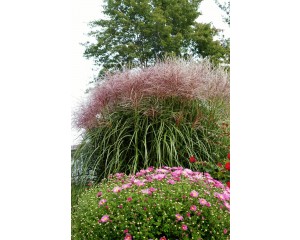 Photo Courtesy of Bailey Nurseries Inc.