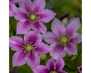 Photo Courtesy of Walter's Gardens, Inc.