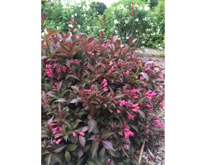 Photo Courtesy of Bailey Nurseries Inc.