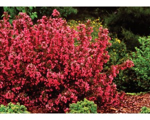 Photo Courtesy of Bailey Nurseries Inc.