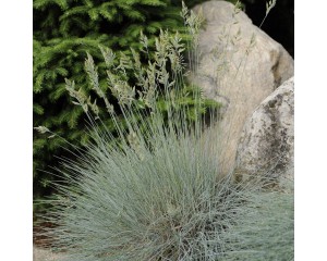 Photo Courtesy of Walter's Gardens, Inc.