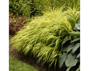Photo Courtesy of Walter's Gardens, Inc.