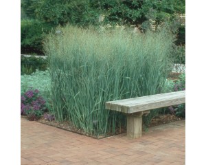 Photo Courtesy of Walter's Gardens, Inc.