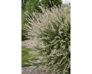 Photo Courtesy of Bailey Nurseries Inc.