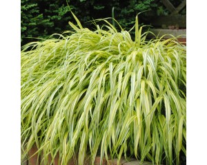 Photo Courtesy of Walter's Gardens, Inc.