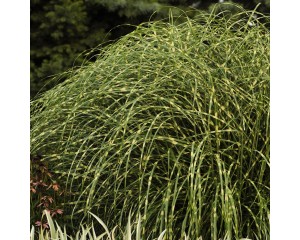 Photo Courtesy of Walter's Gardens, Inc.