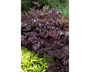 Photo Courtesy of Ball Horticultural Company