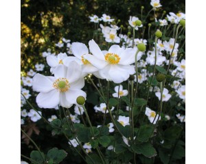 Photo Courtesy of Walter's Gardens, Inc.