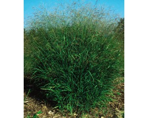 Photo Courtesy of Bailey Nurseries Inc.
