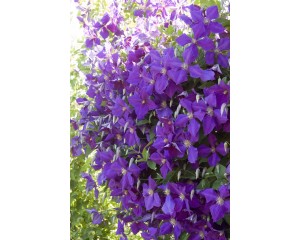 Photo Courtesy of Bailey Nurseries Inc.