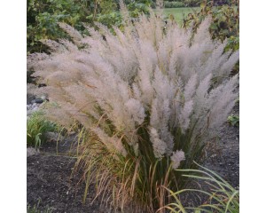 Photo Courtesy of Walter's Gardens, Inc.
