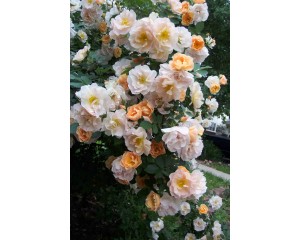 Photo Courtesy of Bailey Nurseries Inc.