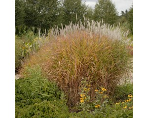 Photo Courtesy of Walter's Gardens Inc.