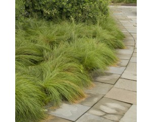 Photo Courtesy of Walter's Gardens, Inc.