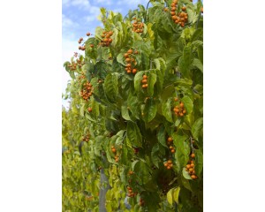 Photo Courtesy of Bailey Nurseries Inc.