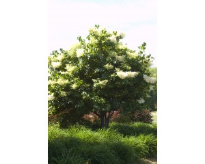 Photo Courtesy of Bailey Nurseries Inc.