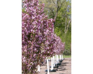 Photo Courtesy of Bailey Nurseries Inc.