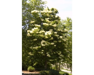 Photo Courtesy of Bailey Nurseries Inc.