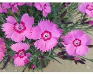 Photo Courtesy of Ball Horticultural Company
