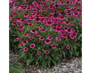 Photo Courtesy of Walter's Gardens, Inc.