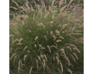Photo Courtesy of Walter's Gardens, Inc.