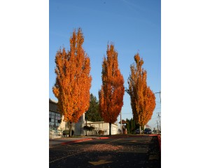 Photo courtesy of J.Frank Schmidt Nursery