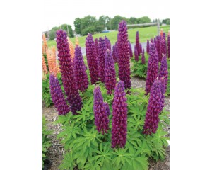 Photo Courtesy of Ball Horticultural Company