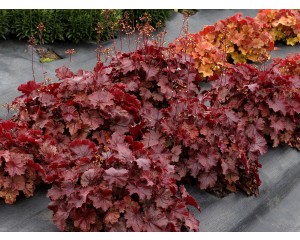 Photo Courtesy of TERRA NOVA® Nurseries, Inc.