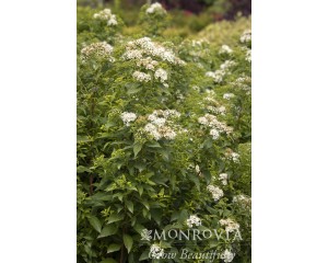 Photo Courtesy of Monrovia