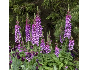 Photo Courtesy of Walter's Gardens, Inc.