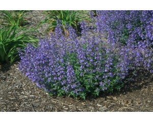 Photo Courtesy of Ball Horticultural Company