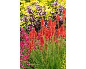 Photo Courtesy of TERRA NOVA® Nurseries, Inc.