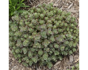 Photo Courtesy of Walters Gardens, Inc.